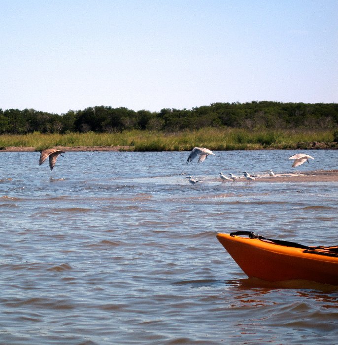 Birds in Flight